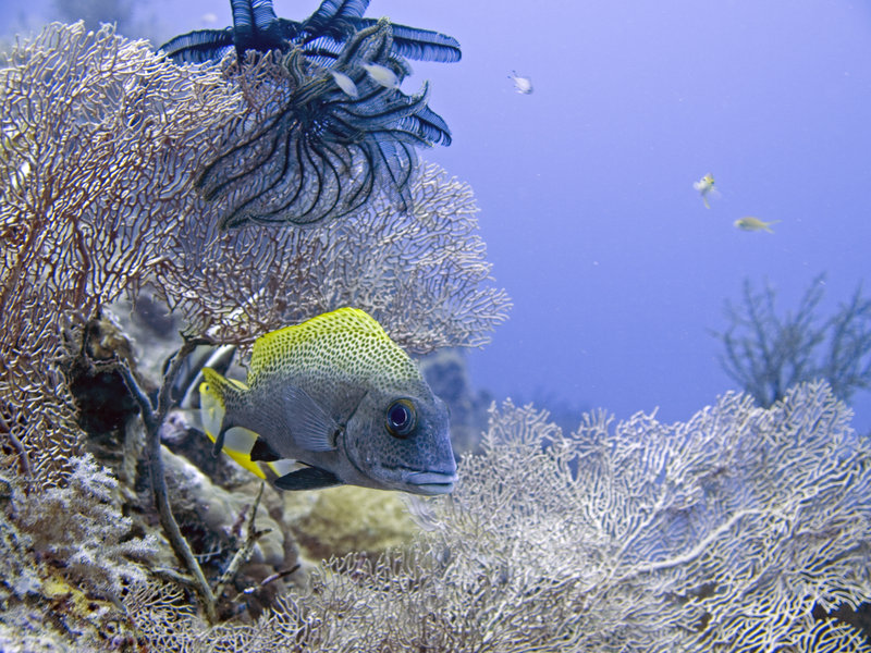 Sweetlips, Turtle Patch